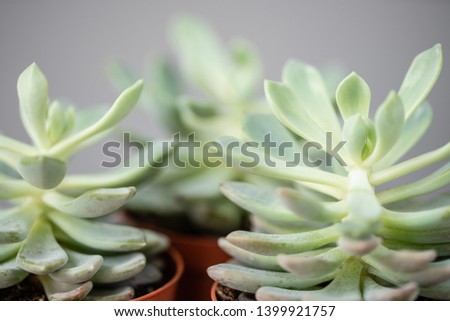 Cactus lover. Collection of three succulents in stylish ceramic pots on the wooden table. Minimalistic home interior with composition of cactus and succulents . Stylish concept of home garden.