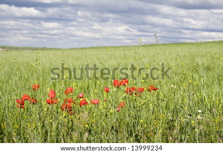 Green field with poppies in the foreground