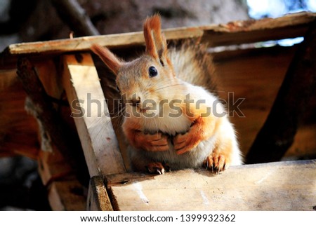 Squirrel in the forest in nature Siberia