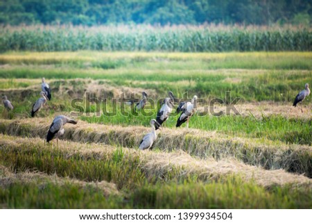 flock of birds feeding in rice field.