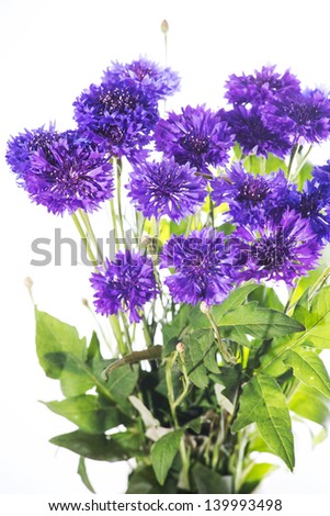 purple Cornflowers isolated on white