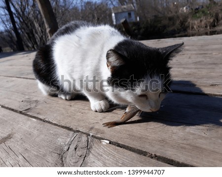Black and white cat eats small fish on a wooden bridge.