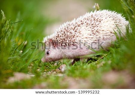 african hedgehog outdoors