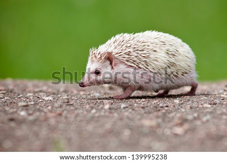 african hedgehog outdoors
