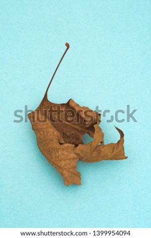 dried plane tree leaf on blue background