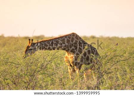Giraffe eating tiny green acacia leaves in Okaukuejo, Etosha National Park, Namibia 