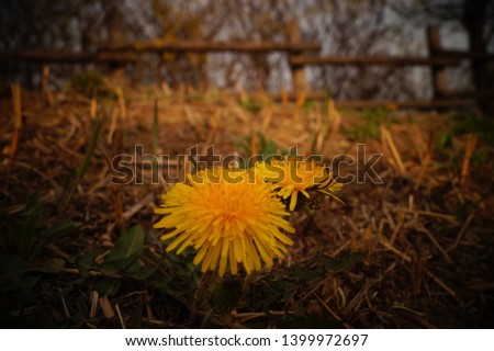 It is a picture of a dandelion flower blooming in a promenade of Sangam-dong, Korea.