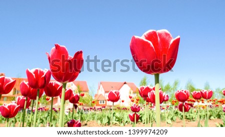 Amazing view of colorful red tulip flowering in the garden and green grass landscape under natural sunlight at sunny summer or spring day. Close up spring tulip flowers background in morning nature