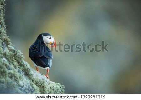 Fratercula arctica. Norway's wildlife. Beautiful picture. From the life of birds. Free nature. Runde island in Norway.Sandinavian wildlife. North of Europe. Picture.