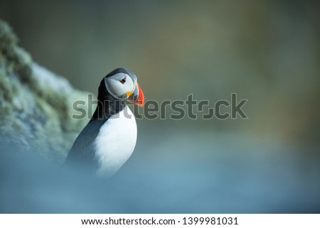 Fratercula arctica. Norway's wildlife. Beautiful picture. From the life of birds. Free nature. Runde island in Norway.Sandinavian wildlife. North of Europe. Picture.
