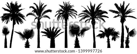 Palm tropical trees. Silhouette vector set