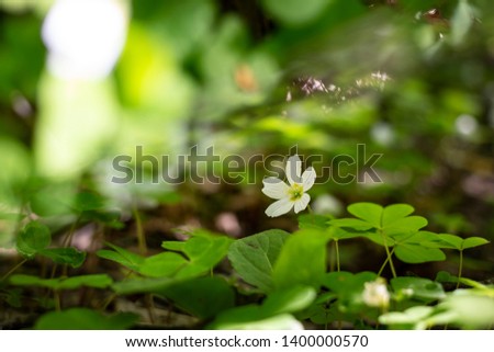 Photography background with small white flowers Oxalis oregana on the background of green leaves with a bright sun