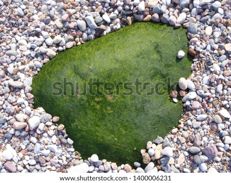 Algae on stones in the Baltic Sea