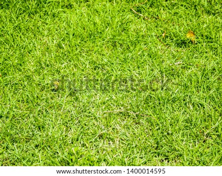 Green grass texture background, Green lawn, Backyard for background, Grass texture, Green lawn desktop picture,