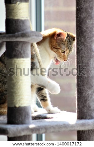 Torbie Kitten playing on a cat tree 