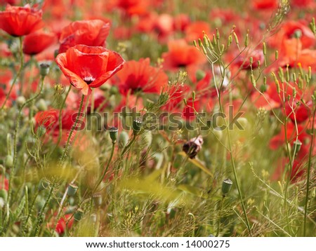 colorful poppy blooms in spring