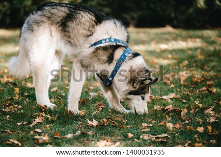 Siberian Husky is looking for a trail in the autumn park
