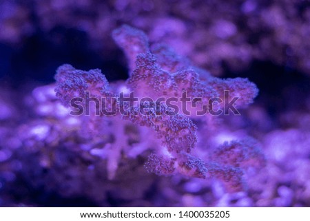 Beautiful sea flower in underwater world with corals  and fish.
