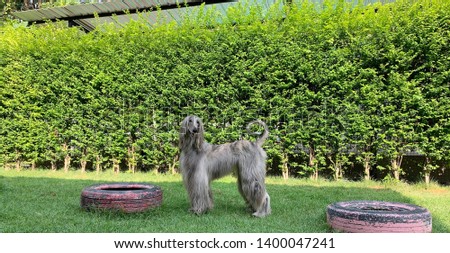 lovely afghan hound dogs in dog's hotel Royalty-Free Stock Photo #1400047241