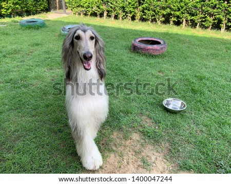 lovely afghan hound dogs in dog's hotel Royalty-Free Stock Photo #1400047244