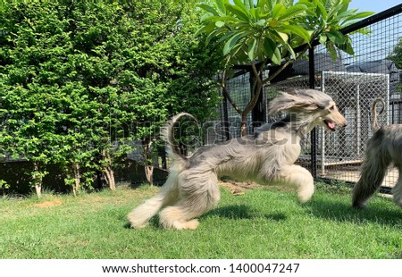 lovely afghan hound dogs in dog's hotel Royalty-Free Stock Photo #1400047247