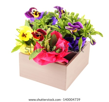 Beautiful pansies flowers in wooden crate isolated on white