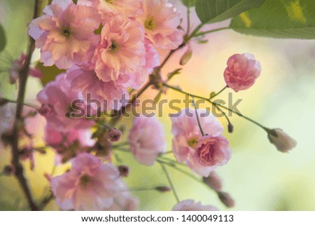 Blooming apple tree with amazing pink blossom on blurred background. Gentle sun colorful spring or summer composition