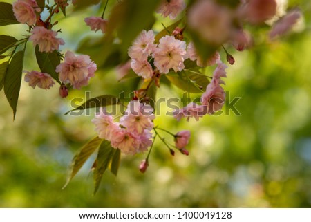 Blooming apple tree with amazing pink blossom on blurred background. Gentle sun colorful spring or summer composition