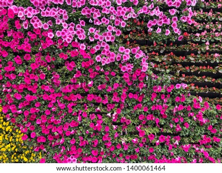 Decorative colorful flower wall background