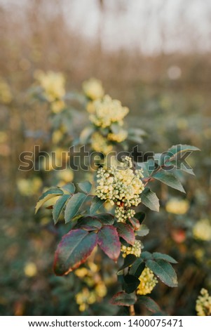 żółte piękne kwiaty rośliny dzikie