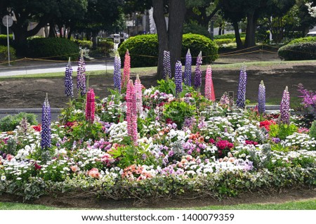 Beautiful Spring flowers in the park