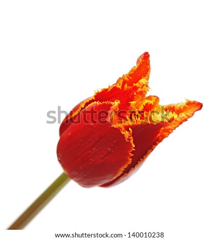 tulips single on white background