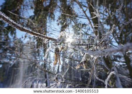 This picture shows a beautiful scenery in a winter forest.