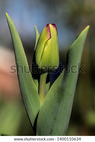 Beautiful single black tulip in sunlight