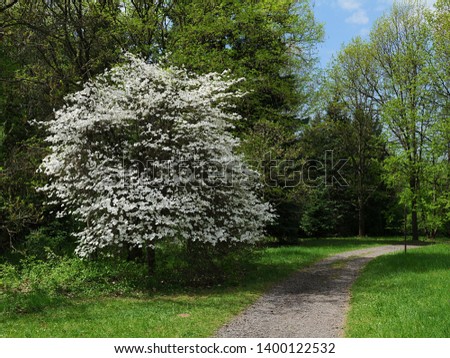 White Flowering Dogwood tree, latin name Cornus Florida, in garden near pathway during sunny spring day Royalty-Free Stock Photo #1400122532