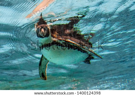 Humbolt penguin underwater looking at you portrait