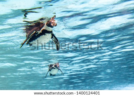 Humbolt penguin underwater looking at you portrait