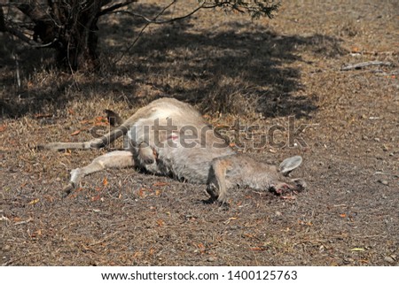 Dead Kangaroo in Australia on a Road Bike