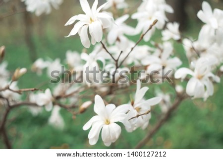 Spring magnolia blossom in day light, vintage style