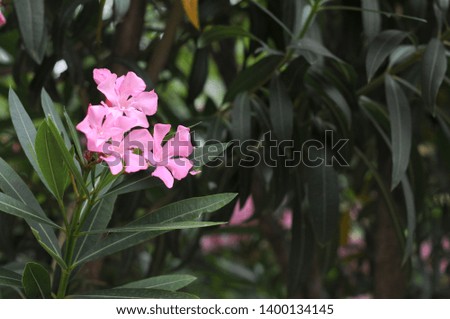 Pink flowers in a country park. Travels. Beautiful landscape. Relaxation. Vacation