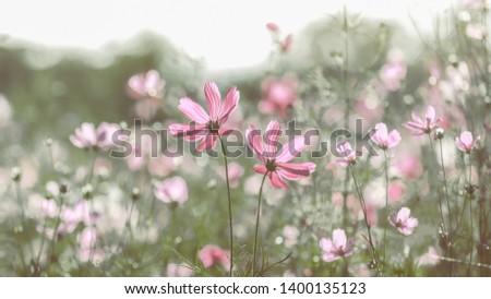 Beautiful Cosmos flowers in nature, sweet background, blurry flower background, light pink and deep pink cosmos.