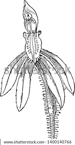 Caladenia Orchid plants have a hairy gentle leaves and the inflorescence is a race made in which the flowers from one to eight flower, vintage line drawing or engraving illustration.
