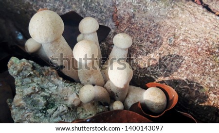 This mushroom has a scientific name: Russula virescens. Can be eaten.  Issued during the rainy season, villagers in rural areas of Thailand collected for sale as extra income according to the season.