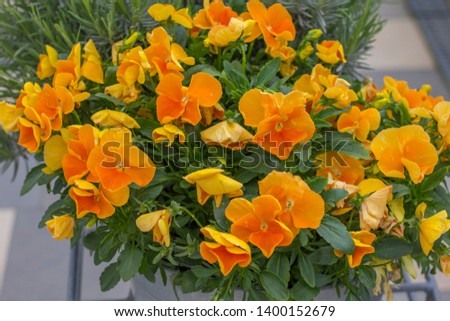 Beautiful Pansy Delta Premium Pure Orange flowers.