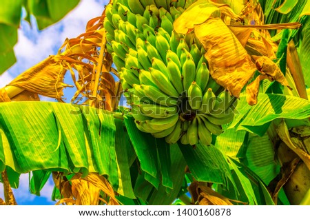The banana leaf has a blue sky background.