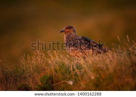 Stercorarius skua. Runde Island. Norway's wildlife. Beautiful picture. From the life of birds. Free nature. Runde Island in Norway. Scandinavian wildlife. North of Europe. Picture. Seashore. A wonderf