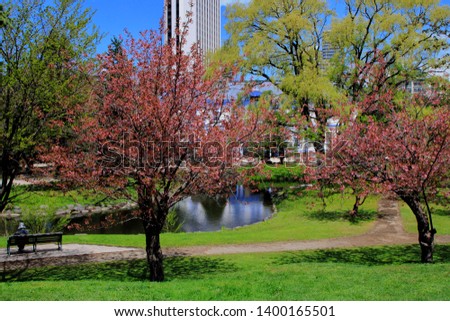 Scenery where cherry blossoms of Sapporo Nakajima Park bloom