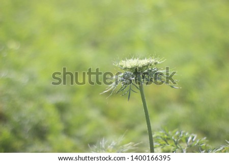 white and green carrot plant flowers isolated in green leaves
