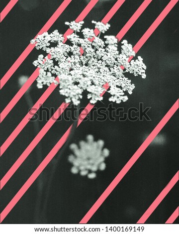 A picture of Queen Ann's Lace flower taken in black and white with pink lines