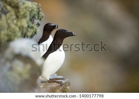 Alca torda. Runde Island. Norway's wildlife. Beautiful picture. From the life of birds. Free nature. Runde Island in Norway. Scandinavian wildlife. North of Europe. Picture. Seashore. A wonderful shot